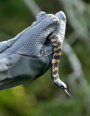 Hemachatus haemachatus