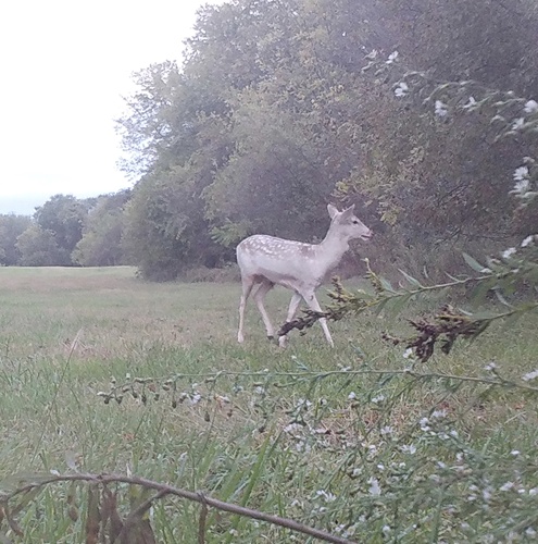 European Fallow Deer photographed in Pennsylvania