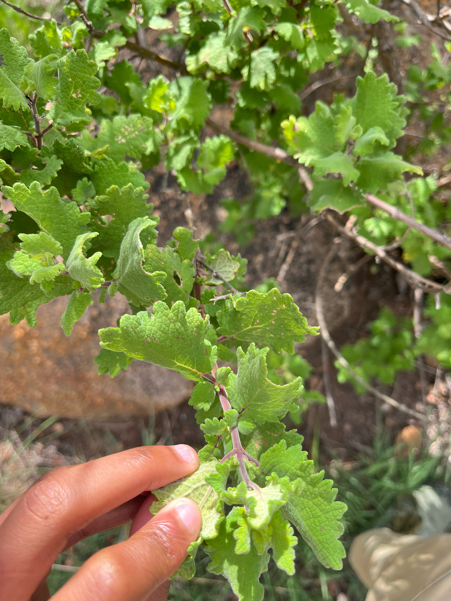 Small Gingerbush (Tetradenia brevispicata)
