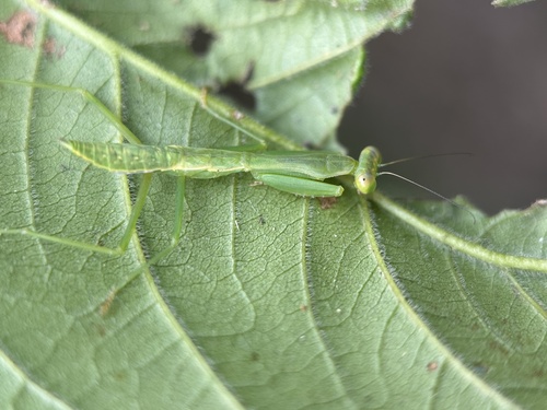 Formosan Giant Mantis