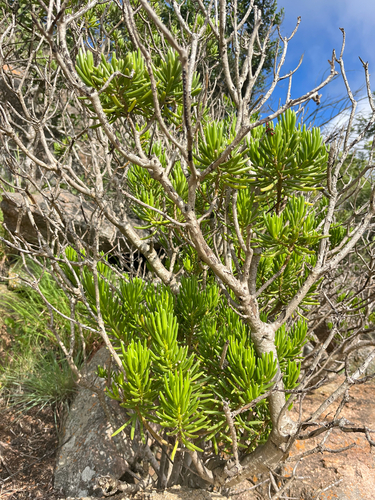 Kleinia barbertonica