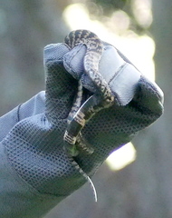 Hemachatus haemachatus