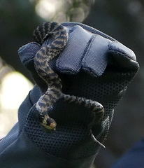 Hemachatus haemachatus