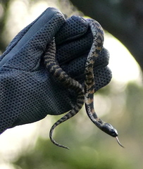 Hemachatus haemachatus