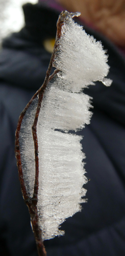 Rosagetönte Wachskruste