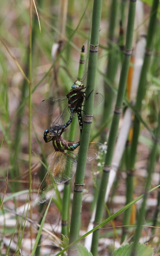 Lance-tipped Darner photo 6