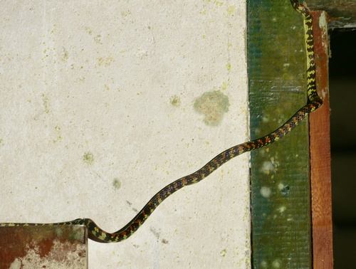 Panama Spotted Night Snake