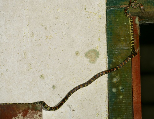 Panama Spotted Night Snake