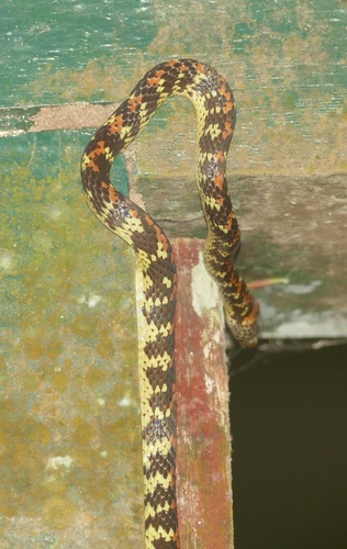 Panama Spotted Night Snake