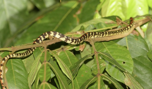 Panama Spotted Night Snake