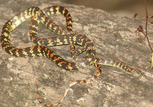 Panama Spotted Night Snake