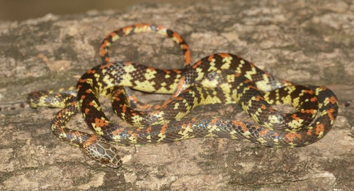 Panama Spotted Night Snake