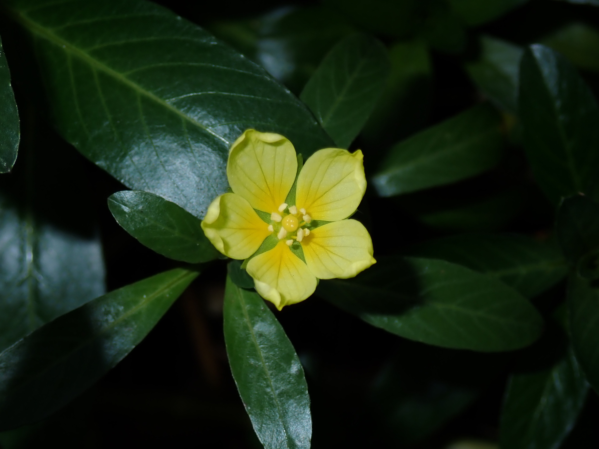 Ludwigia ×