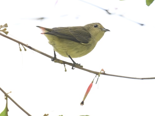 Plain Flowerpecker
