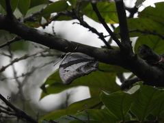 Polyura schreiber