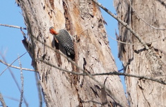 Melanerpes carolinus image