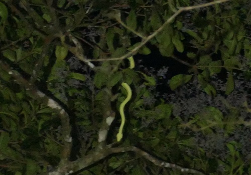 Emerald Tree Boa