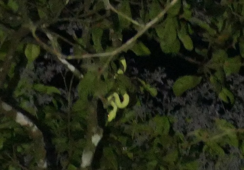 Emerald Tree Boa