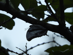Polyura schreiber