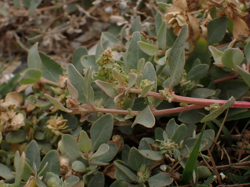 Maximowicz's Saltbush (Atriplex maximowicziana)