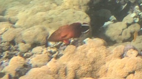 Darkfin hind