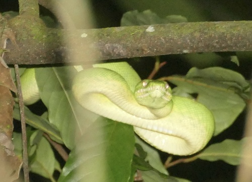 Emerald Tree Boa