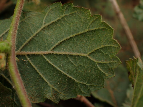 Waltheria indica