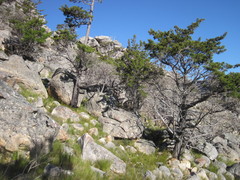 Clanwilliam Cedar (Widdringtonia wallichii)