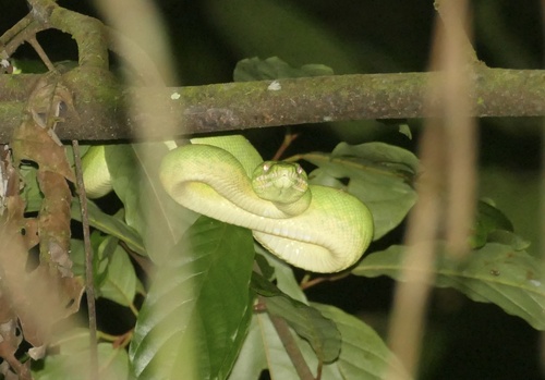 Emerald Tree Boa