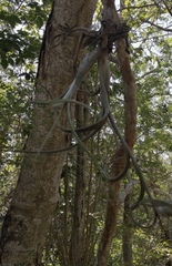 Tillandsia intermedia