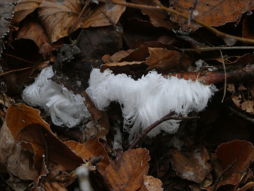 Rosagetönte Wachskruste