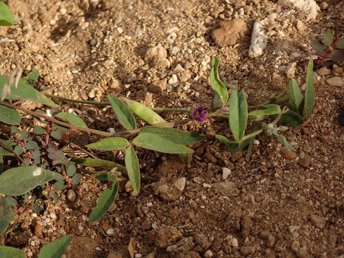 Glycine Pea (Glycine tabacina)