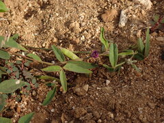 Glycine tabacina
