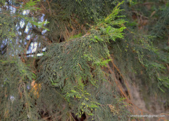 Cupressus torulosa