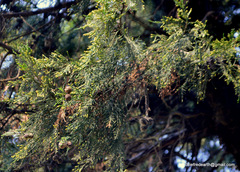 Cupressus torulosa