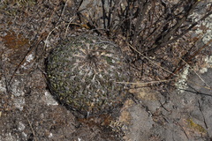 Echinofossulocactus phyllacanthus
