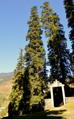 Cupressus torulosa