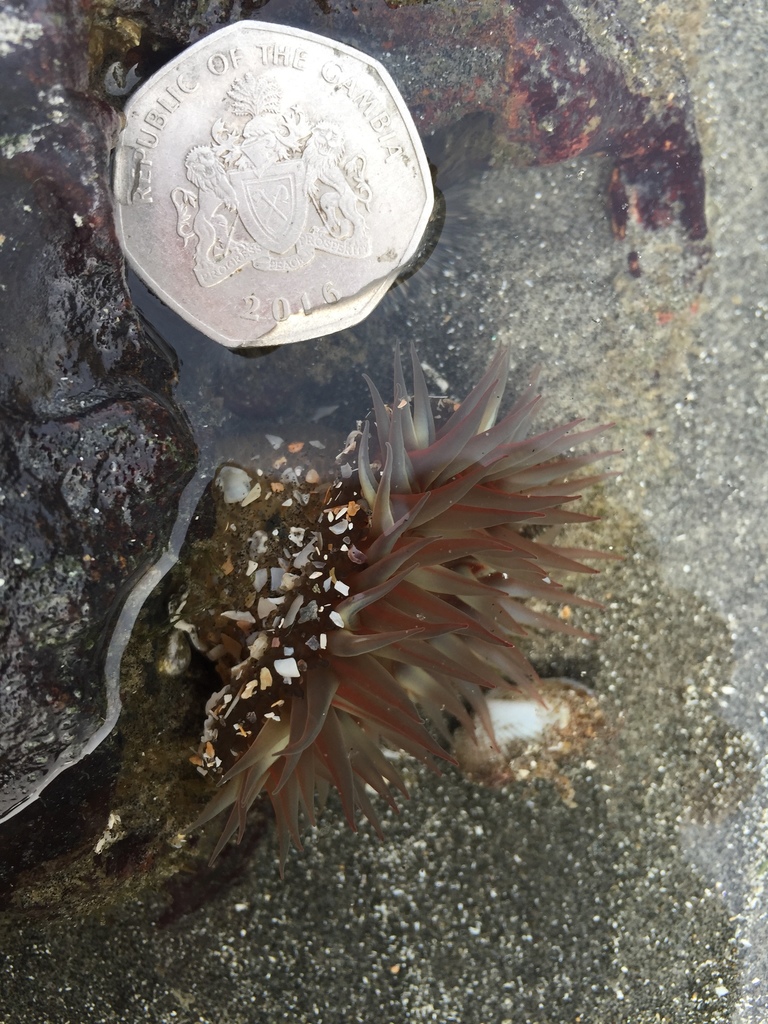 Red Green Anemone