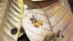 Silverstoneia flotator