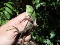 Bronchocela