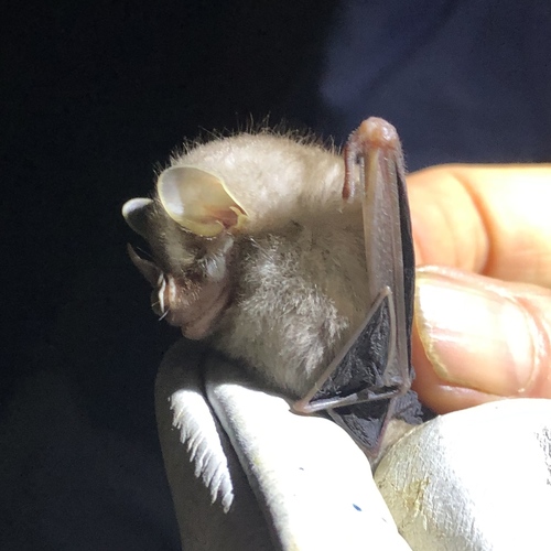 Northern Little Yellow-eared Bat