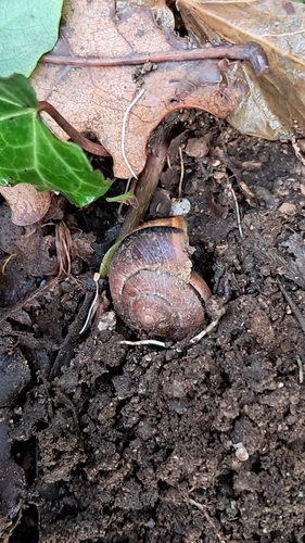 Cepaea nemoralis