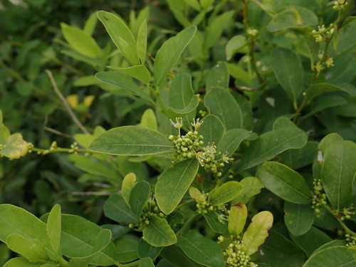 Flueggea suffruticosa (Flueggea suffruticosa)
