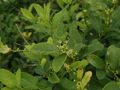 Flueggea suffruticosa, photograph (c) chiuluan, some rights reserved (CC BY)