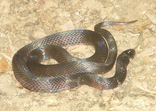 Boie's Ground Snake
