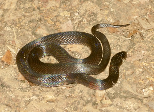 Boie's Ground Snake
