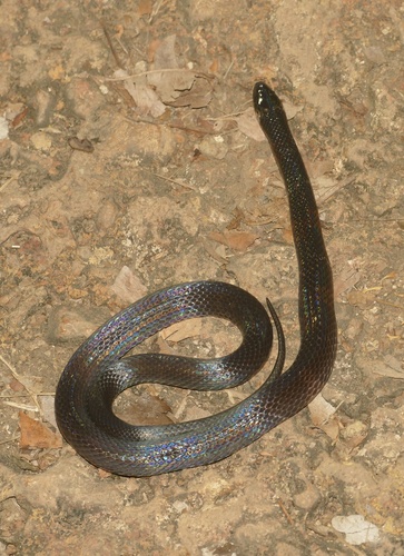 Boie's Ground Snake
