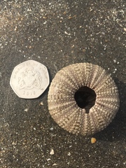 Euechinoidea