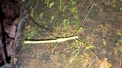Pseudophasmatidae