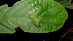 Teratohyla pulverata